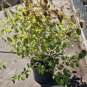 Cornus sang. 'Midwinter Fire' 60-80 cm 10L