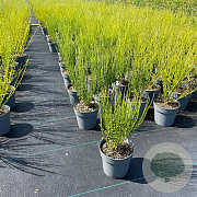 Cytisus 'Boskoop Ruby' 40-50 cm C1.2
