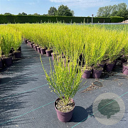 Cytisus 'Killiney Red' 40-50 cm C1.2