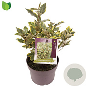 Elaeagnus ebb. 'Viveleg' 30-35 cm 3,0L