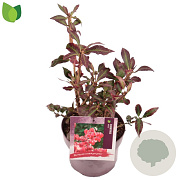 Euonymus alatus 20-30 cm 3,0L
