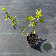 Euonymus fort. 'Dart's Blanket' 30-40 cm P13