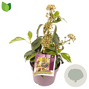 Hedera col. 'Fall Favourite' 30-40 cm 3,0L