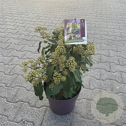 Hedera col. 'Fall Favourite' 40-50 cm 10L