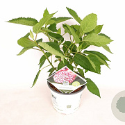 Hydrangea a. Pink Annabelle 30-40 cm 3,0L