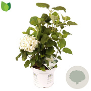 Hydrangea a. Strong Annabelle 60-70 cm 7,5L