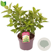 Hydrangea pan. 'Limelight' 40-50 cm 3,0L
