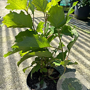 Hydrangea quercifolia 30-40 cm 3,0L