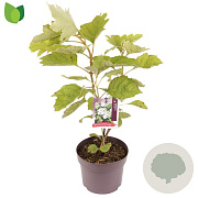Hydrangea quercifolia 40-50 cm 3,0L