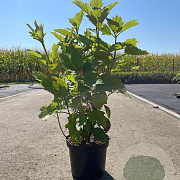 Hydrangea quercifolia 40-50 cm 3,0L
