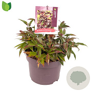 Leucothoe Carinella GM C5