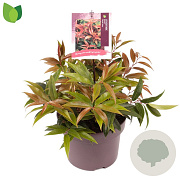 Leucothoe keiskei 'Royal Ruby' GM C5