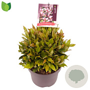 Leucothoe 'Zeblid' GM C5