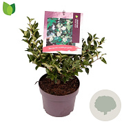 Ligustrum 'Korean Dwarf' 25-30 cm 3,0L