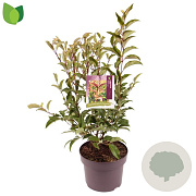 Ligustrum luc. Green Screen 50-60 cm 5,0L