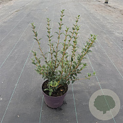 Osmanthus burkwoodii 30-40 cm 5,0L