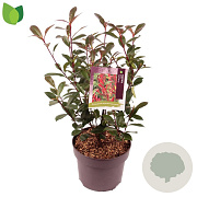 Photinia fraseri 'Carré Rouge' 40-50 cm 5,0L