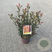 Photinia fraseri 'Carré Rouge' 60-70 cm 10L