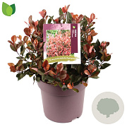 Photinia fraseri 'Little Fenna' 30-35 cm 10L
