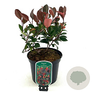 Photinia fraseri 'Little Red Robin' 25-30 cm 2,0L