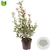 Photinia fraseri Pink Marble 60-70 cm 10L
