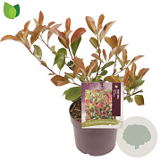 Photinia fraseri 'Red Robin' 30-40 cm 2,0L