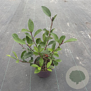Photinia fraseri 'Red Robin' 40-50 cm 3,0L