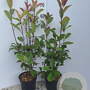 Photinia fraseri 'Red Robin' 40-50 cm 3,0L