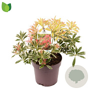 Pieris 'Flaming Silver' 25-30 cm 2,0L