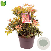 Pieris 'Flaming Silver' 40-45 cm 7,5L