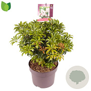 Pieris japonica 'Bonfire' 40-45 cm 7,5L