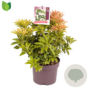 Pieris jap. 'Cupido' 25-30 cm 2,0L