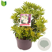 Pieris jap. 'Debutante' 25-30 cm 2,0L