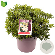 Pieris jap. 'Debutante' 40-45 cm 7,5L