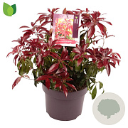 Pieris jap. 'Katsura' 30-40 cm 5,0L