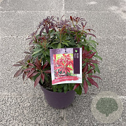Pieris jap. 'Katsura' 40-45 cm 7,5L
