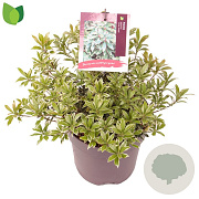 Pieris jap. 'Little Heath' 25-30 cm 2,0L