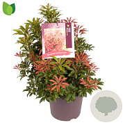 Pieris jap. 'Mountain Fire' 40-50 cm 7,5L
