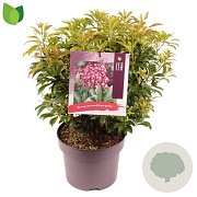 Pieris jap. 'Passion' 30-40 cm 5,0L