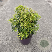 Pieris jap. 'Passion' 40-50 cm 7,5L