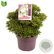 Pieris jap. 'Prelude' 30-35 cm 5,0L