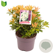 Pieris jap. 'Sarabande' 25-30 cm 2,0L