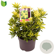Pieris jap. 'Sinfonia' 25-30 cm 2,0L