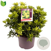 Pieris jap. 'Sinfonia' 30-40 cm 5,0L