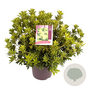 Pieris jap. 'Sinfonia' 50-55 cm 13L