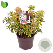 Pieris jap. 'Variegata' 25-30 cm 2,0L