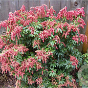 Pieris jap. 'Valley Valentine' 40-50 cm 7,5L