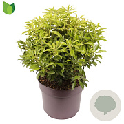 Pieris jap. 'Valley Valentine' 40-50 cm 7,5L
