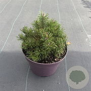 Pinus mugo 30-35 cm 7,5L
