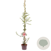 Pyracantha 'Orange Glow' 125-150 cm 7,5L Gestokt